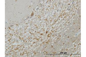 Immunoperoxidase of monoclonal antibody to STX5A on formalin-fixed paraffin-embedded human cerebellum. (Syntaxin 5 antibody  (AA 1-100))