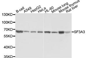 Western blot analysis of extracts of various cell lines, using SF3A3 antibody (ABIN1874748) at 1:1000 dilution. (SF3A3 antibody)