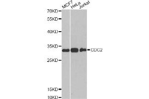 Western blot analysis of extracts of various cell lines, using CDK1 antibody. (CDK1 antibody)