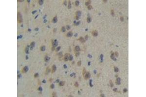 Figure. (TLR3 antibody  (AA 533-705))