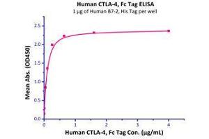 Immobilized Human B7-2, His Tag (Cat# CD6-H5223) at 10 μg/mL (100 µl/well), can bind Human CTLA-4, Fc Tag (Cat# CT4-H5255) with a linear range of 0.