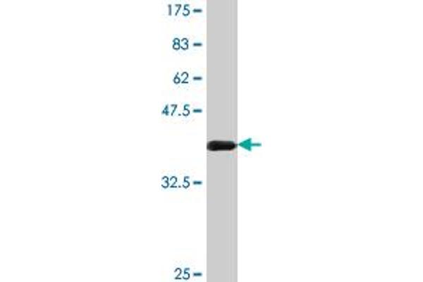 CABP4 antibody  (AA 1-170)