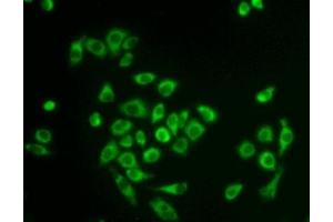 Detection of PPIF in Hela cells using Polyclonal Antibody to Peptidylprolyl Isomerase F (PPIF) (PPIF antibody  (AA 44-192))