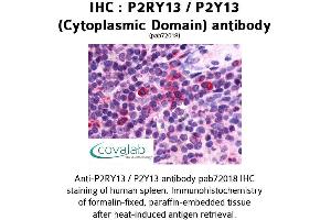 Image no. 1 for anti-Purinergic Receptor P2Y, G-Protein Coupled, 13 (P2RY13) (3rd Cytoplasmic Domain) antibody (ABIN1737758) (Purinergic Receptor P2Y, G-Protein Coupled, 13 (P2RY13) (3rd Cytoplasmic Domain) antibody)