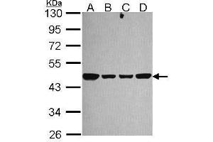 NDUFS2 antibody  (Center)