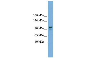 Western Blot showing GANAB antibody used at a concentration of 1-2 ug/ml to detect its target protein.