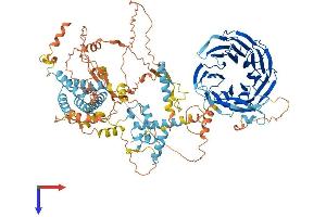 AlphaFold protein structure predicition of Mouse Recombinant Fbxw10 Protein, UniprotID Q5SUS0 (FBXW10 Protein (AA 1-1030) (His tag))