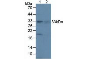 Figure. (Peroxiredoxin 4 antibody  (AA 6-249))
