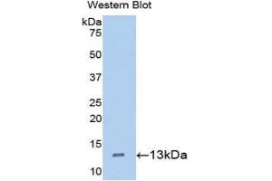 Western Blotting (WB) image for anti-Hepcidin Antimicrobial Peptide (HAMP) (AA 24-83) antibody (ABIN3205706) (Hepcidin antibody  (AA 24-83))