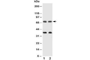 Western blot testing of GAT-1 antibody and Lane 1:  rat brain;  2: mouse brain tissue lysate. (SLC6A1 antibody  (C-Term))