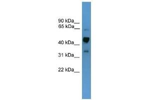 Western Blot showing Syt1 antibody used at a concentration of 1. (SYT1 antibody  (Middle Region))