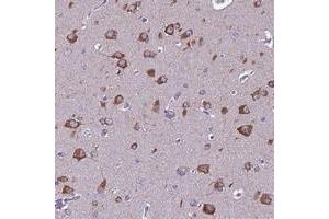Immunohistochemical staining of human cerebral cortex with FAM173A polyclonal antibody  shows strong cytoplasmic positivity in neuronal cells. (FAM173A antibody)