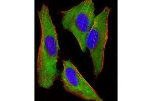 Immunofluorescent analysis of 4 % paraformaldehyde-fixed, 0. (EEF1E1 antibody)
