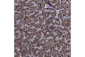 Immunohistochemical staining of human pancreas with C5orf42 polyclonal antibody ( Cat # PAB27995 ) shows strong cytoplasmic positivity in exocrine glandular cells in granular pattern at 1:500 - 1:1000 dilution.