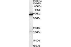 Western Blotting (WB) image for N-Myc Downstream Regulated 1 (NDRG1) peptide (ABIN370161)