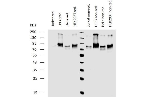 CD164 antibody