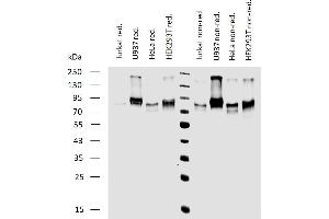 Western blotting analysis of human CD164 expression in various cell lines under reducing and non-reducing conditions using mouse monoclonal antibody 67D2.