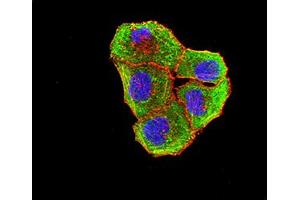 Immunofluorescence analysis of Hela cells using BTLA mouse mAb (green).