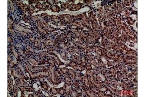 Immunohistochemistry (IHC) analysis of paraffin-embedded Rat Kidney, antibody was diluted at 1:100. (Adrenomedullin antibody  (Internal Region))