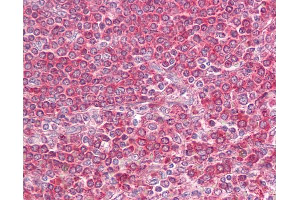 LY86 antibody  (AA 112-125)