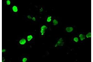 Anti-NEUROG1 mouse monoclonal antibody (ABIN2452621) immunofluorescent staining of COS7 cells transiently transfected by pCMV6-ENTRY NEUROG1 (RC207029). (Neurogenin 1 antibody)