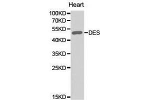 Western Blotting (WB) image for anti-Desmin (DES) antibody (ABIN1872252) (Desmin antibody)