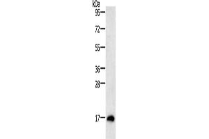 Gel: 12 % SDS-PAGE, Lysate: 40 μg, Lane: Mouse testis tissue, Primary antibody: ABIN7130808(RAMP1 Antibody) at dilution 1/200, Secondary antibody: Goat anti rabbit IgG at 1/8000 dilution, Exposure time: 10 minutes (RAMP1 antibody)