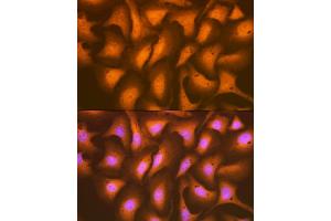 Immunofluorescence analysis of U-2 OS cells using HSP Rabbit mAb (ABIN7267579) at dilution of 1:100 (40x lens). (HSPA2 antibody)