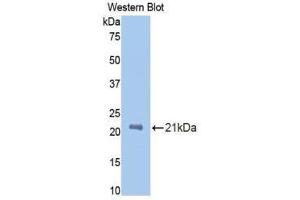 Western Blotting (WB) image for anti-Protein C Receptor, Endothelial (PROCR) (AA 59-217) antibody (ABIN1172006) (PROCR antibody  (AA 59-217))