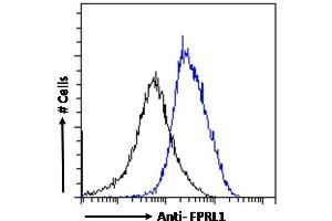 ABIN185502 Flow cytometric analysis of paraformaldehyde fixed K562 cells (blue line), permeabilized with 0. (FPR2 antibody  (AA 328-339))