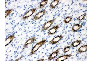 Anti- Aquaporin 2 Picoband antibody, IHC(P) IHC(P): Rat Kidney Tissue (AQP2 antibody  (C-Term))