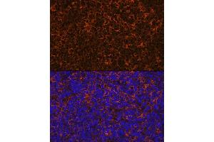 Immunofluorescence analysis of rat thymus using IL10 Rabbit mAb (ABIN7267981) at dilution of 1:100 (40x lens). (IL-10 antibody)