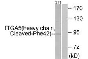 Western blot analysis of extracts from NIH-3T3 cells, treated with etoposide 25uM 24h, using ITGA5 (heavy chain,Cleaved-Phe42) Antibody. (ITGA5 antibody  (Cleaved-Phe42))
