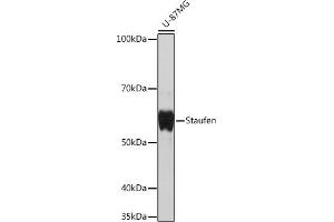 Western blot analysis of extracts of U-87MG cells, using Staufen Rabbit mAb (ABIN7270586) at 1:1000 dilution. (STAU1/Staufen antibody)