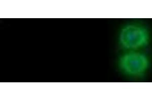 Image no. 2 for anti-SUMO1/sentrin/SMT3 Specific Peptidase 2 (SENP2) antibody (ABIN1500865)