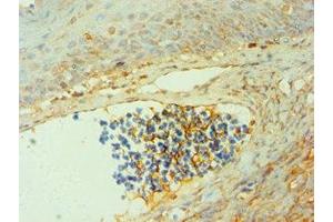Immunohistochemistry of paraffin-embedded human tonsil tissue using ABIN7147012 at dilution of 1:100 (Cathepsin G antibody  (AA 21-255))