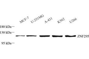 ZNF295 antibody