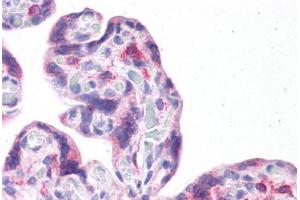 Human Placenta: Formalin-Fixed, Paraffin-Embedded (FFPE) (LRRC59 antibody  (N-Term))
