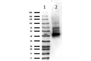 Western Blot of Rabbit anti-NEMO antibody. (IKBKG antibody)