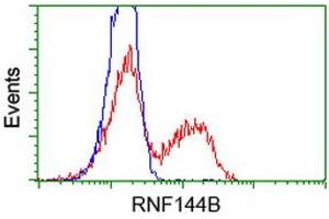 Image no. 1 for anti-Ring Finger Protein 144B (RNF144B) (AA 1-256) antibody (ABIN1490650) (RNF144B antibody  (AA 1-256))