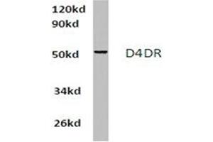 Image no. 1 for anti-Dopamine Receptor D4 (DRD4) antibody (ABIN317857) (DRD4 antibody)