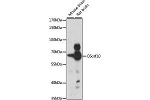 Western blot analysis of extracts of various cell lines, using C6orf10 antibody (ABIN7266238) at 1:1000 dilution. (CDNA Sequence BC051142 (BC051142) (AA 220-470) antibody)