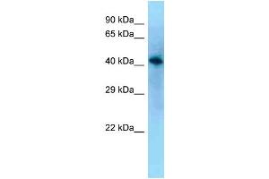 WB Suggested Anti-Vat1l Antibody Titration: 1. (VAT1L antibody  (N-Term))