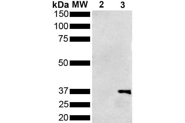 Metallothionein antibody