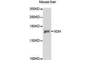 Western blot analysis of extracts of mouse liver, using XDH antibody (ABIN6292357) at 1:3000 dilution.
