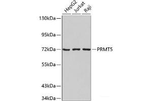 Western blot analysis of extracts of various cell lines using PRMT5 Polyclonal Antibody. (PRMT5 antibody)