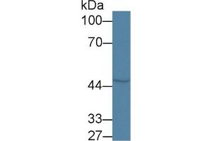 Western Blot; Sample: Rat Cerebrum lysate; ;Primary Ab: 1µg/ml Rabbit Anti-Rat COQ6 Antibody;Second Ab: 0. (COQ6 antibody  (AA 1-476))