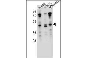 NKD1 Antibody (N-term) (ABIN657536 and ABIN2846554) western blot analysis in mouse lung,heart,bladder tissue lysates (35 μg/lane).
