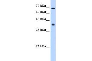 WB Suggested Anti-CHST8 Antibody Titration:  0. (CHST8 antibody  (Middle Region))