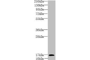 PEA15 anticorps  (AA 1-130)